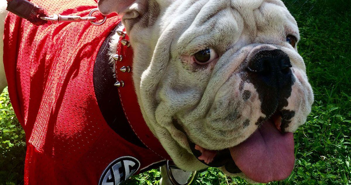 How did UGA XI look? : r/georgiabulldogs