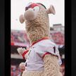 Braves mascot rips off shirt to show UGA jersey underneath