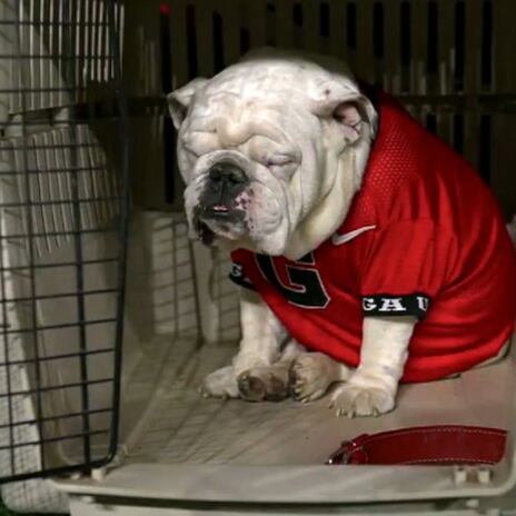 Georgia unveils English bulldog puppy Boom as new Uga mascot